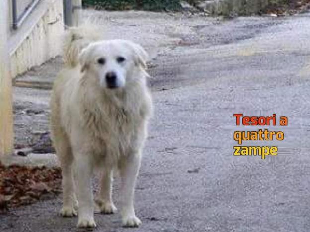cane_bianco_cupaello_marias_penk