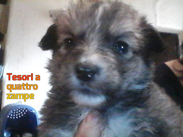cane_bignè_marina_animalista