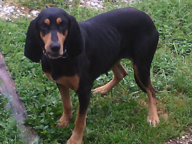 cane_cagnolina_cantalupo_in_sabina_p&f