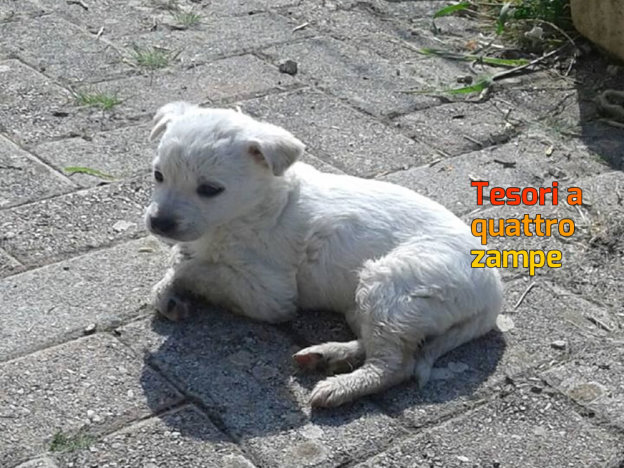 cane_cagnolino_bianco_adf