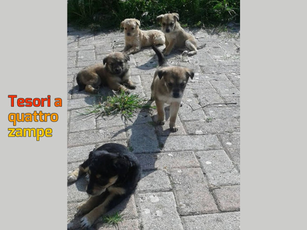 cane_cani_cuccioli_adf