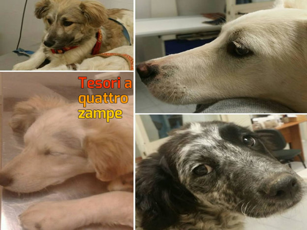 cane_cani_gastroenterite_p&f