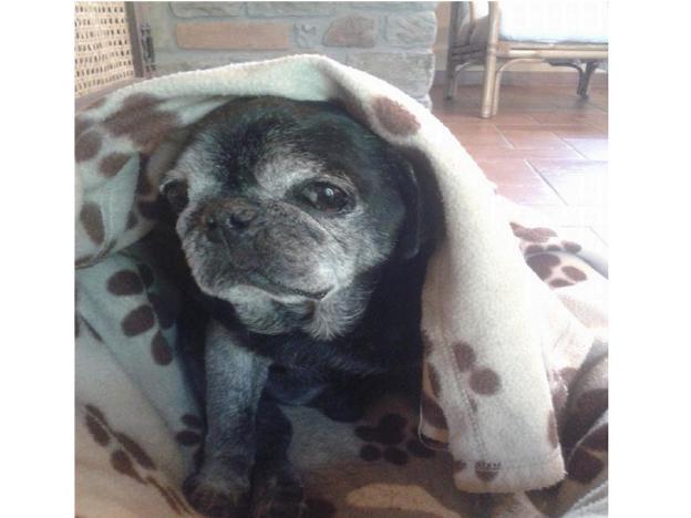 cane_carlino_stefania_sgaragli