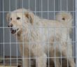 cane_casette_rieti_sanitario_adf02