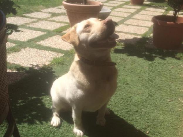 cane_castelfranco_pharmix_raffy