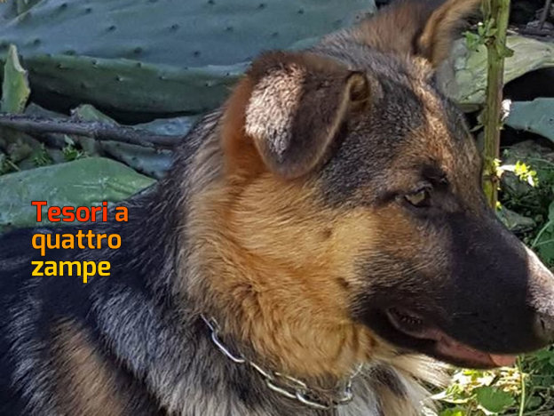 cane_catania_ornella_di_bartolomeo