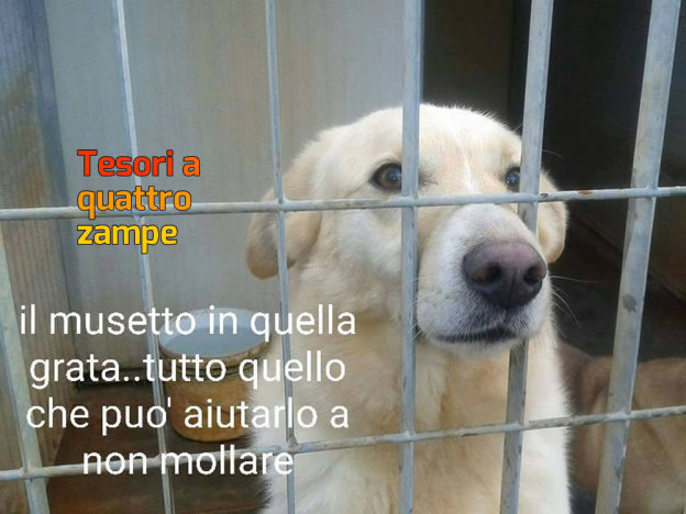 cane_clide_michela_fari_raffy