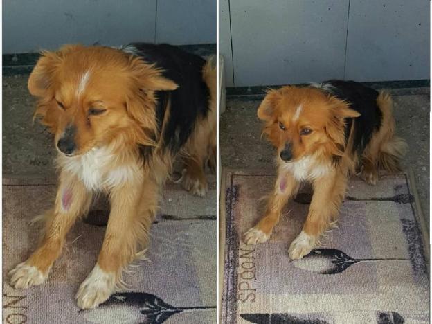 cane_collefegato_sanitario_adf