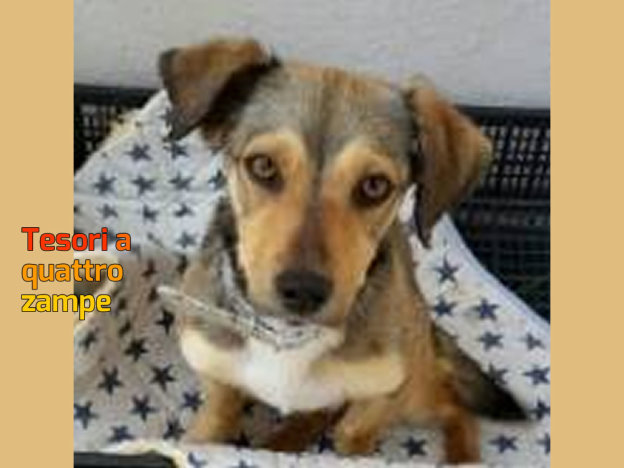 cane_contigliano_sanitario_adf_adottata