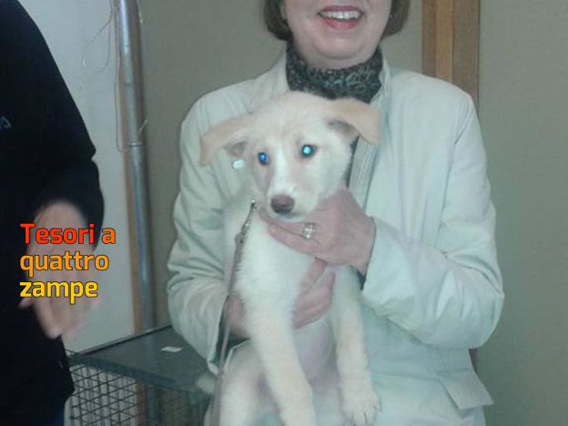 cane_cucciola_mamma_ziggy_adottata