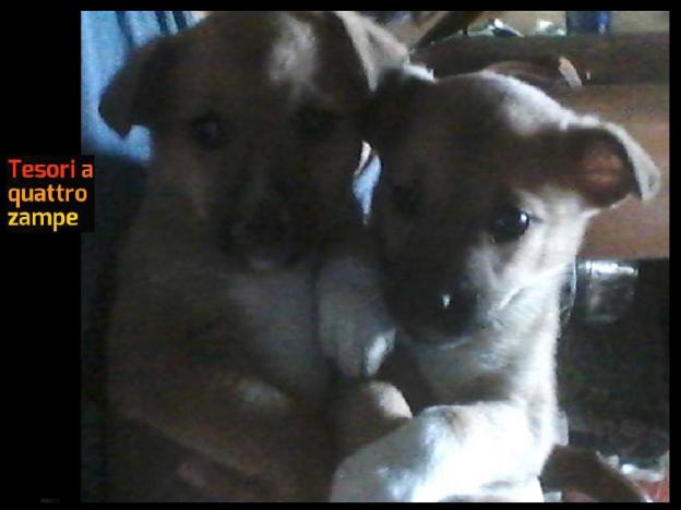 cane_cucciole_marina_animalista_poggio_nativo_raffy