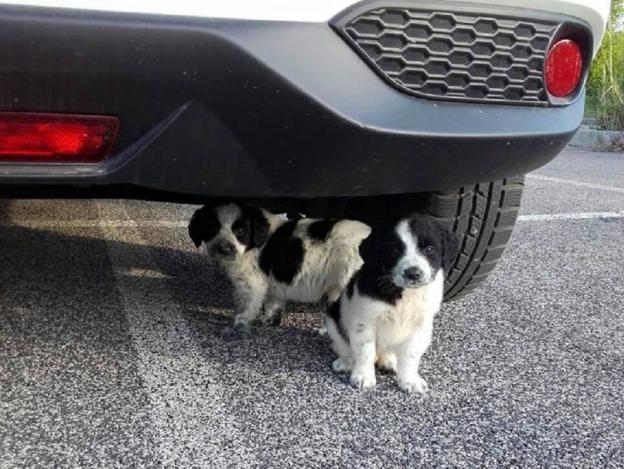 cane_cuccioli_soratte_p&f
