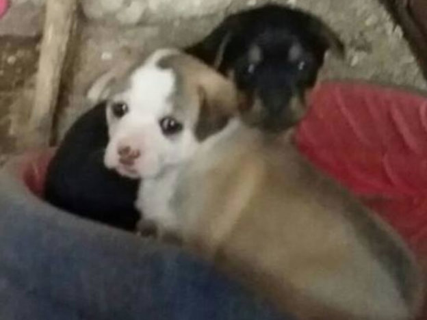 cane_cucciolo_mantello_chiaro_p&f