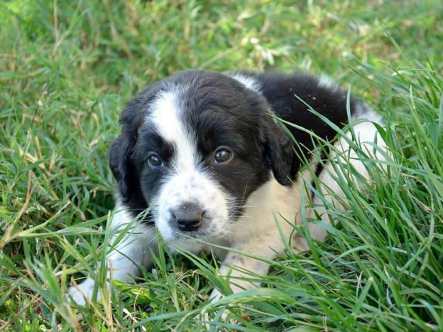 cane_cucciolo_santoreste_soratte_p&f_2