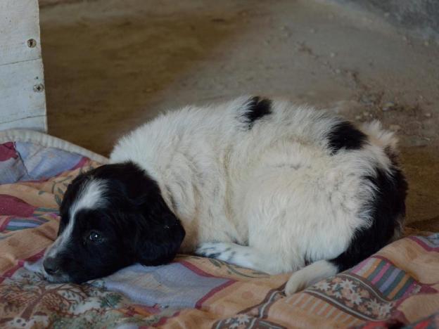 cane_cucciolo_santoreste_soratte_p&f_3