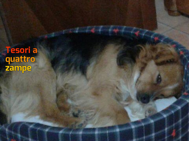 cane_ezio_sanitario_adf_2