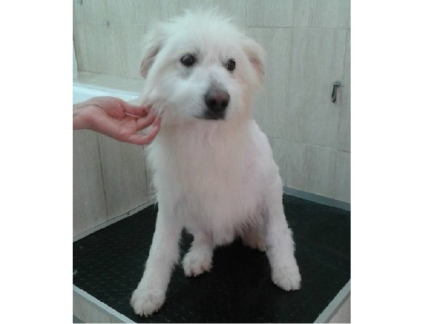 cane_falkor_adf