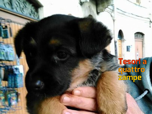 cane_fara_in_sabina_code_allegre_silvia_meloni