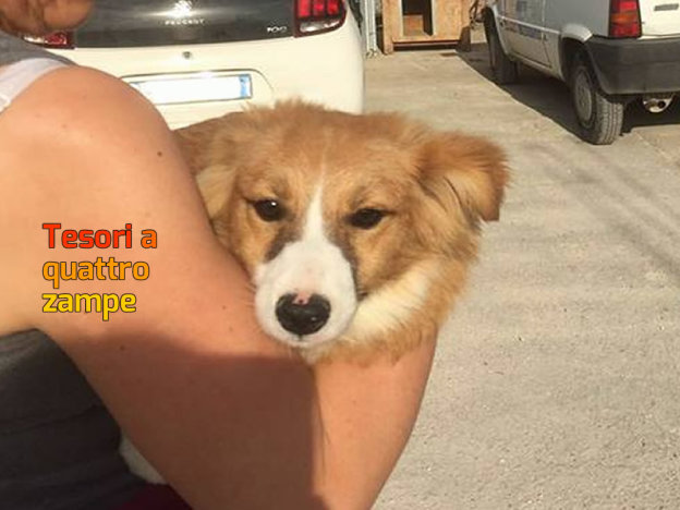 cane_fauna_sanitario_adf