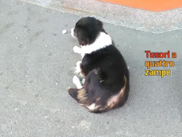 cane_femmina_gemma_casali_poggio_nativo