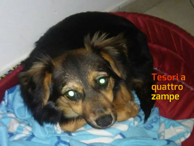 cane_garage_napoli_floriana_florczack