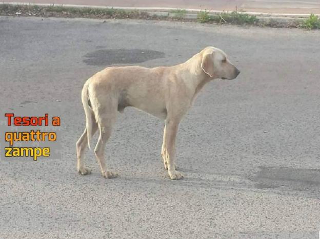 cane_goffredo_rieti_adf