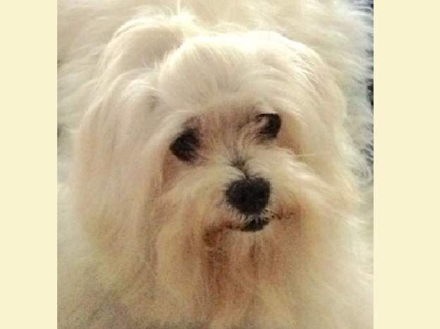 cane_granpetit_claudiio_baglioni