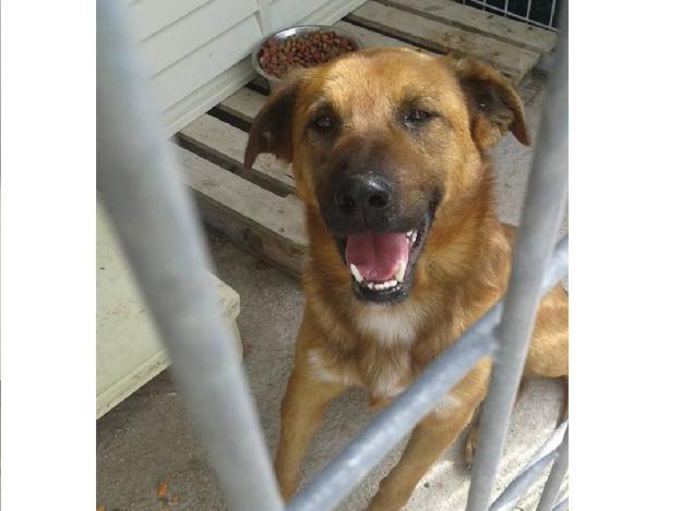 cane_jack_sanitario_adf
