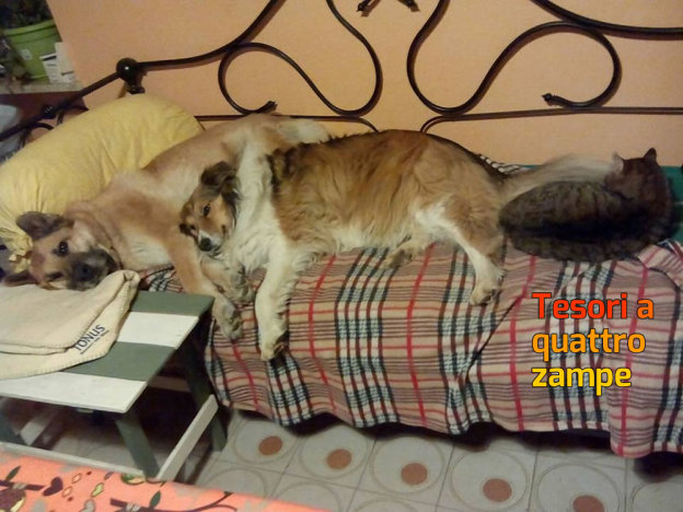 cane_jhonny_emma_spagnolo_raffy