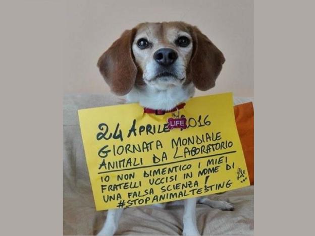 cane_laboratorio