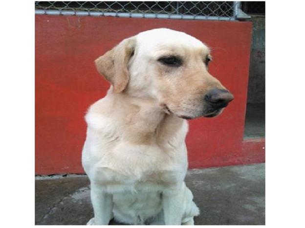 cane_labrador_ecuador_Cuerpo_De_Bomberos_Ibarra_Ibarra