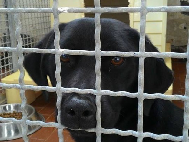 cane_labrador_nero_sanitario_adf_2