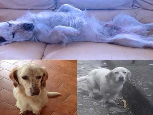 cane_labrador_owen_raffy