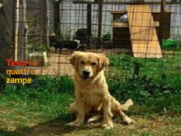 cane_lady_rifugio_fiocco_adf