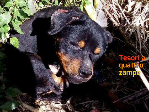 cane_laika_susannas_dogs_raffy