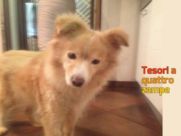 cane_luna_brindisi_andrea_silvestri_raffy