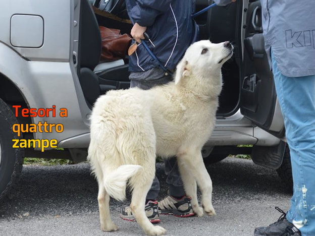 cane_luna_sanitario_adf