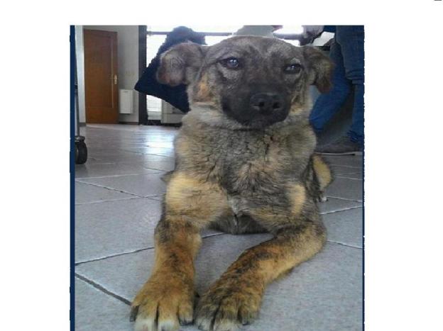 cane_lupetta_sanitario_adf