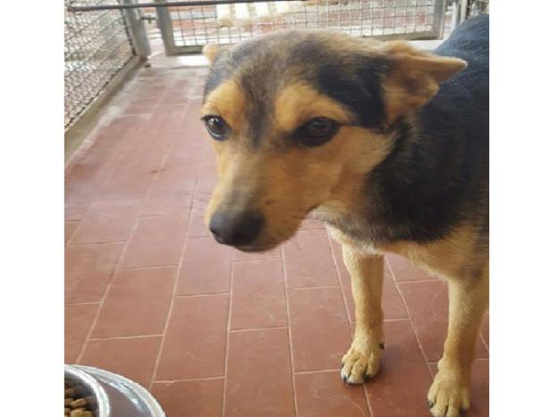 cane_maglianello_sanitario_adf