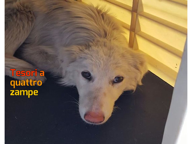 cane_maltrattato_via_tancia_sanitario_adf