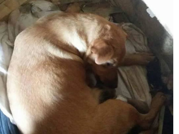 cane_mamma_cucciolo_mantello_marrone_p&f