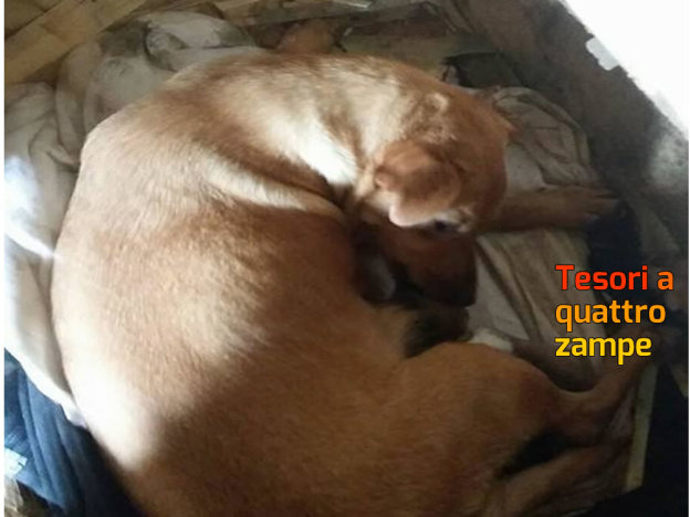 cane_mamma_e_cuccioli_p&f