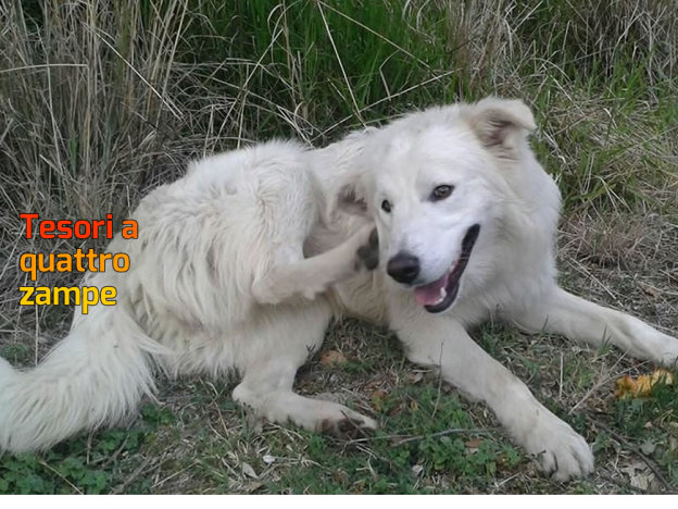 cane_maremmano_benji_salisano_p&f
