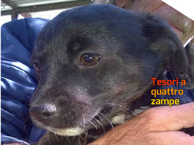 cane_maschio_adf