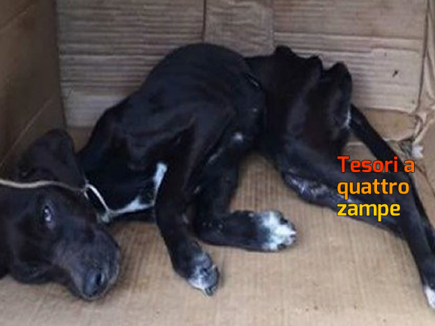 cane_mauro_petizione_nuoro_alessandra_salvi_change.org