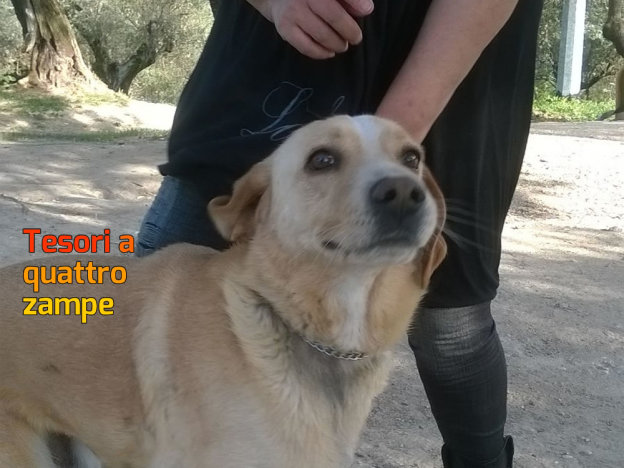 cane_otto_marina_raffy