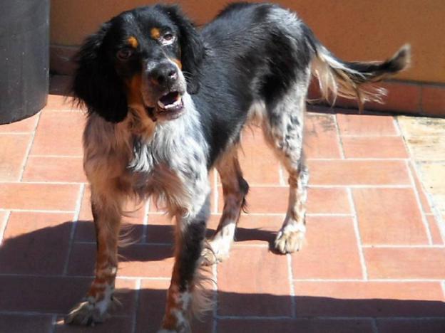 cane_otto_salisano_p&f