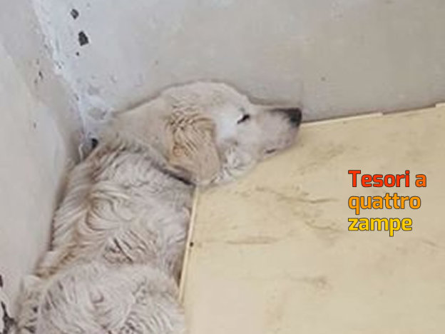cane_pastore_maremmano_abruzzese_sanitario_leonessa_adf