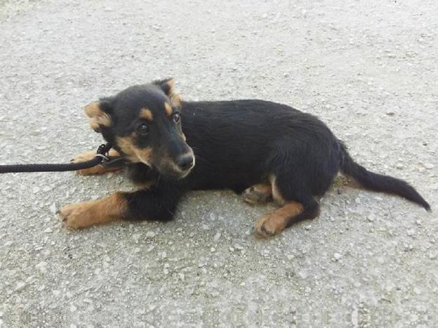cane_piedino_sanitario_adf
