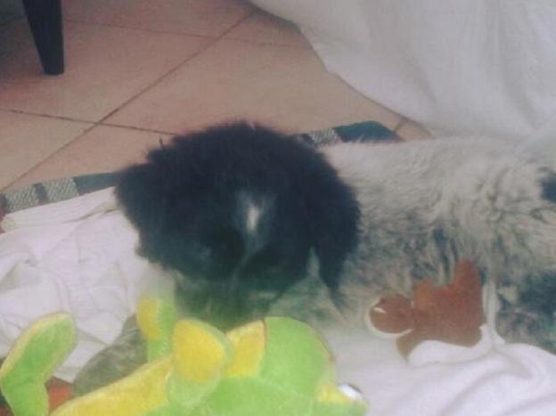 cane_prezzemolo_adottato_p&f